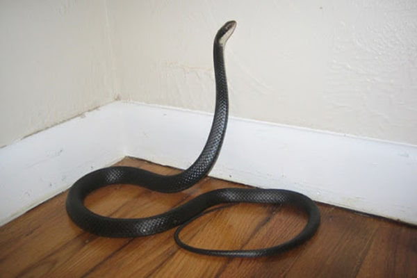 Rắn vào nhà là rắn cạp nong