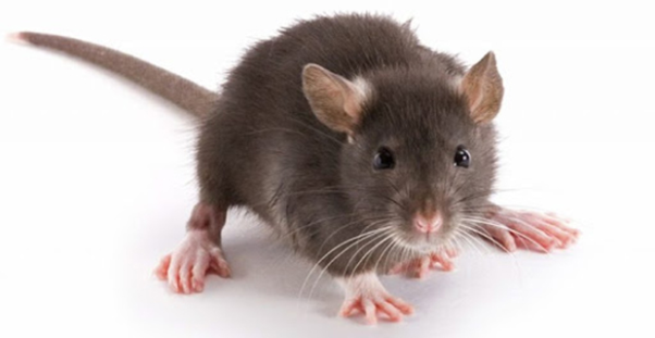 Những tình huống với con chuột khác kèm theo các con số lộc phát