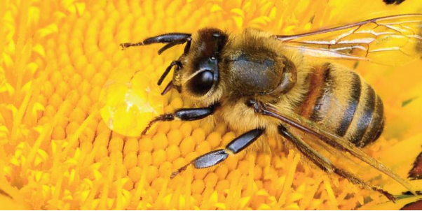 Mơ bị ong đốt mang theo những tín hiệu gì?